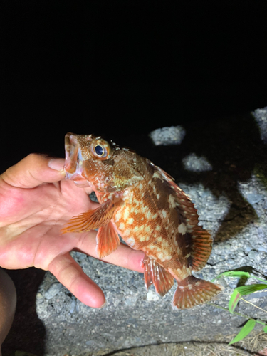 カサゴの釣果