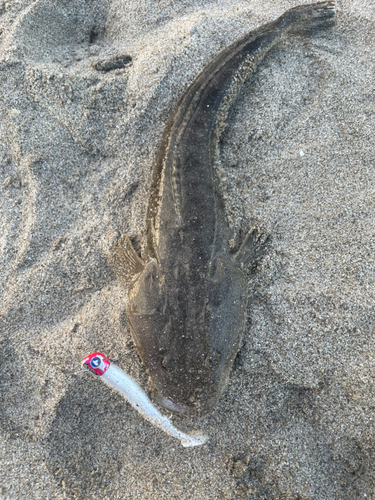 マゴチの釣果