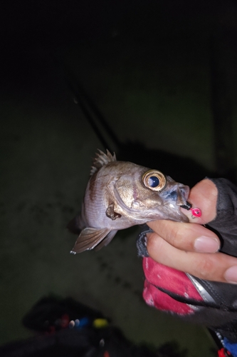 シロメバルの釣果