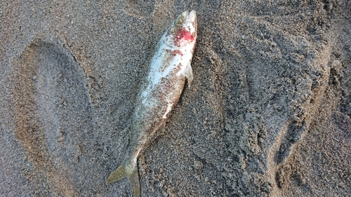 ワカシの釣果