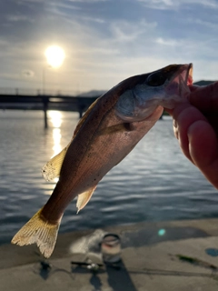 セイゴ（ヒラスズキ）の釣果