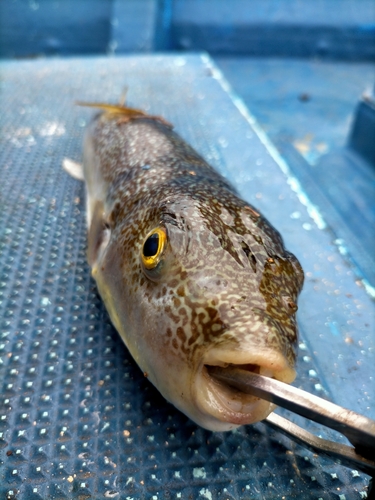 クサフグの釣果