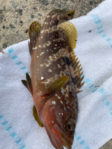 アコウの釣果