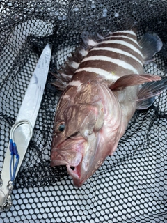 マハタの釣果