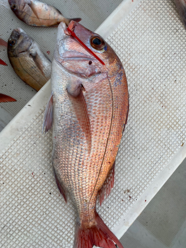 タイの釣果