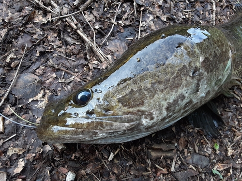 ライギョの釣果