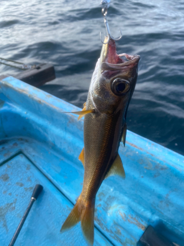 シイラの釣果