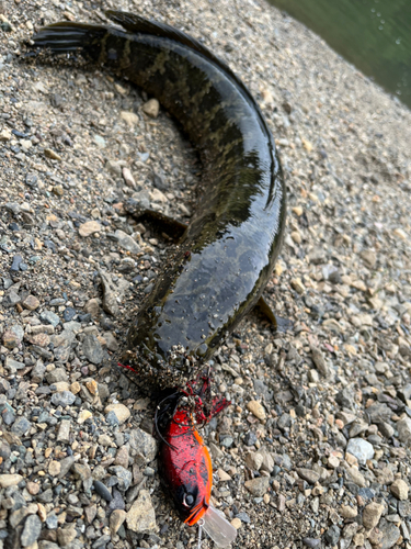 ライギョの釣果