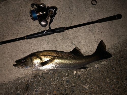 シーバスの釣果