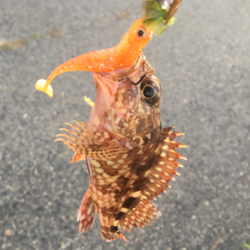 カサゴの釣果