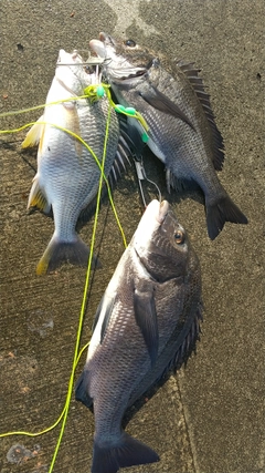 クロダイの釣果