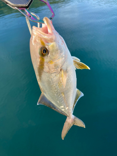 ショゴの釣果