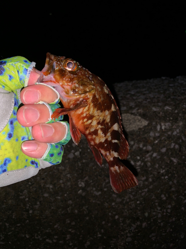 カサゴの釣果