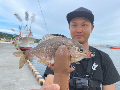 ウミタナゴの釣果