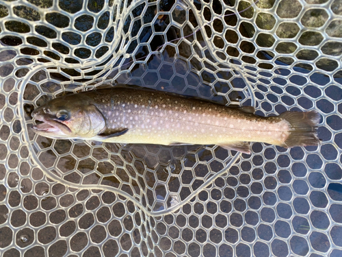 アメマスの釣果