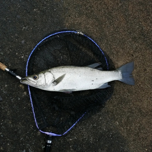 ヒラスズキの釣果