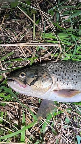 ブラウントラウトの釣果