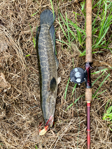 ライギョの釣果