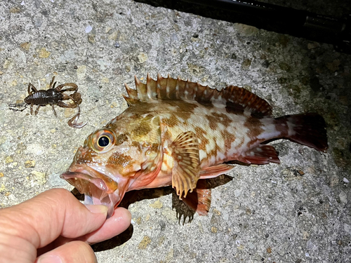 ガシラの釣果