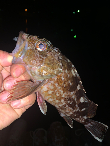 アラカブの釣果