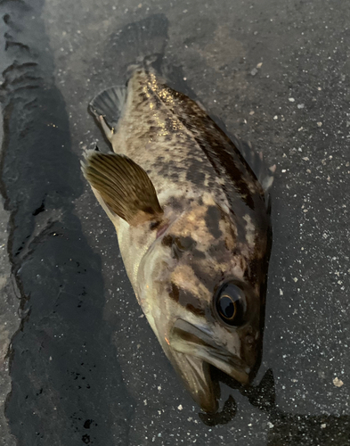 クロソイの釣果