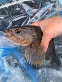 アイナメの釣果