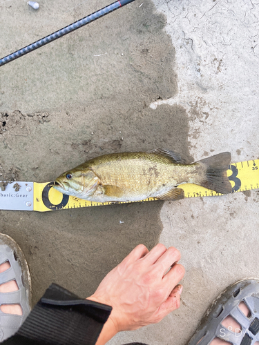 スモールマウスバスの釣果