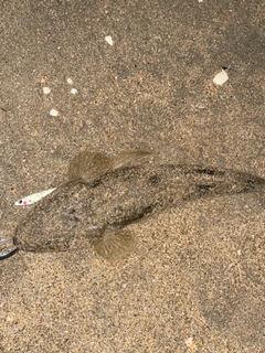 マゴチの釣果