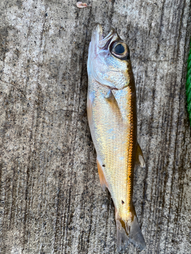 ムツの釣果