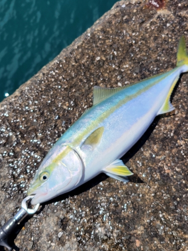 ハマチの釣果