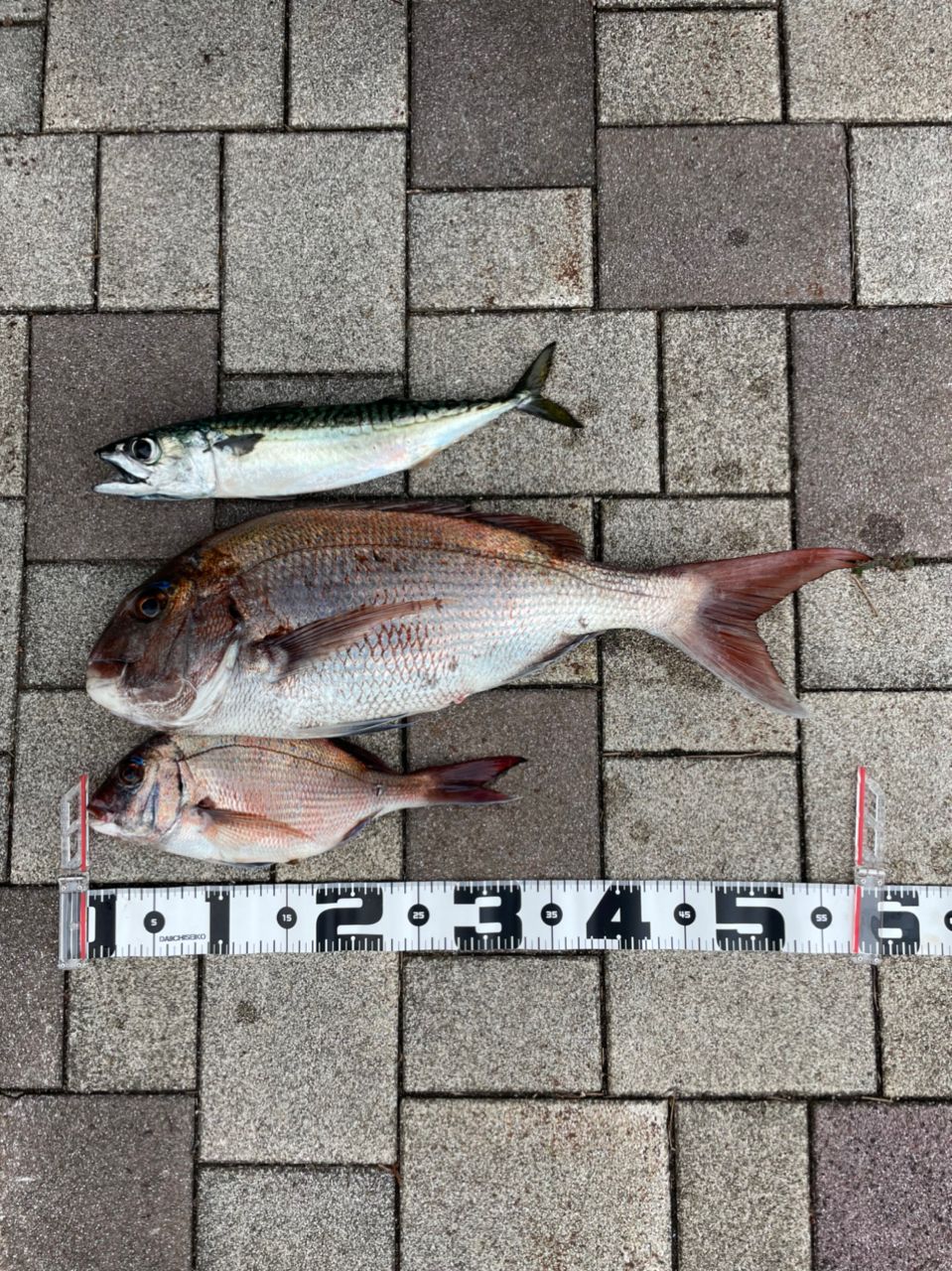 ナマコハンターさんの釣果 1枚目の画像