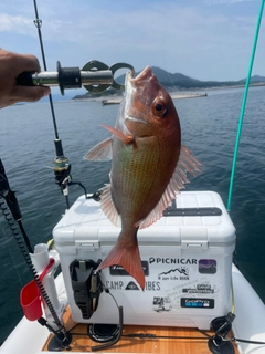 マダイの釣果