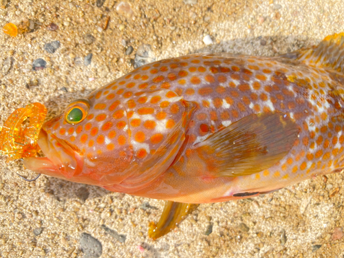 キジハタの釣果