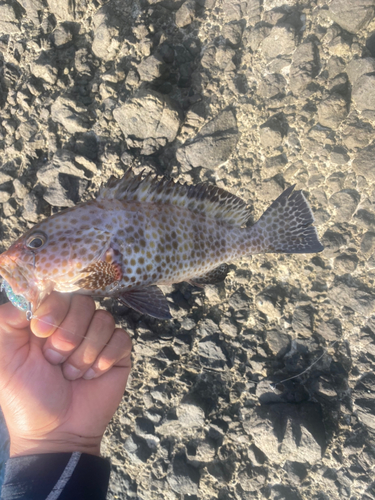 オオモンハタの釣果