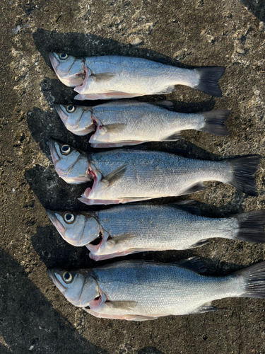 ヒラスズキの釣果