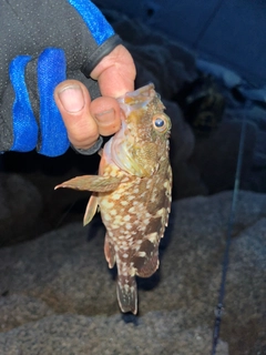 カサゴの釣果