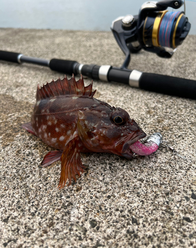 カサゴの釣果