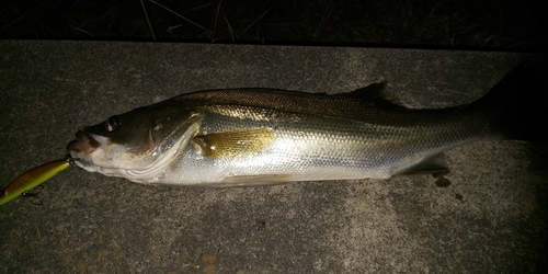 フッコ（マルスズキ）の釣果