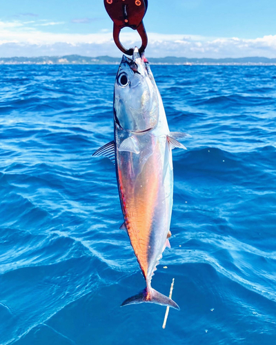 マルソウダの釣果