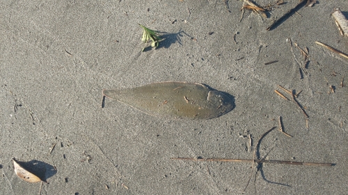 シタビラメの釣果