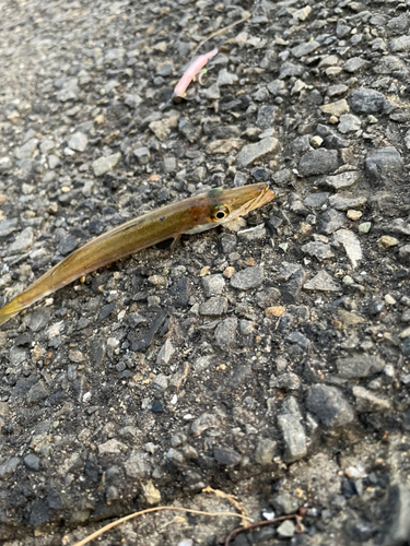 カマスの釣果