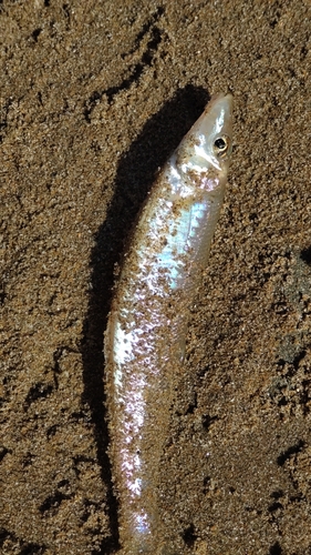 シロギスの釣果