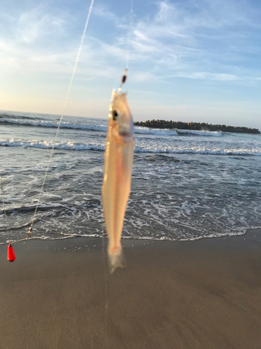 シロギスの釣果