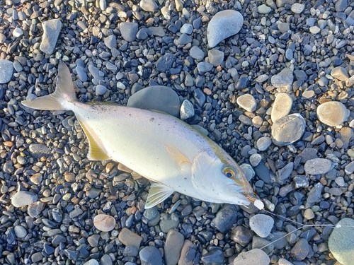 ショゴの釣果