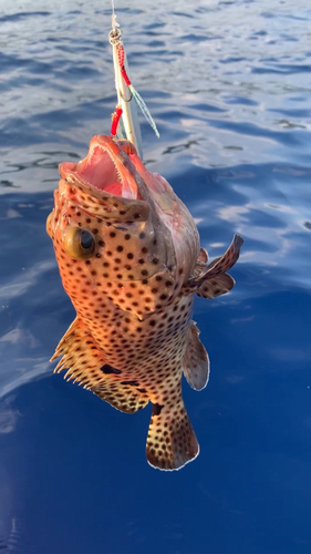 ハタの釣果