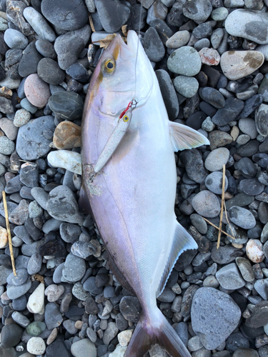 ショゴの釣果