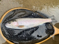 ニジマスの釣果