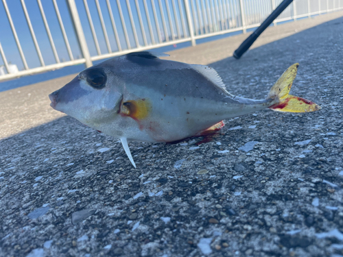 ギマの釣果