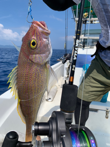 クロマツの釣果