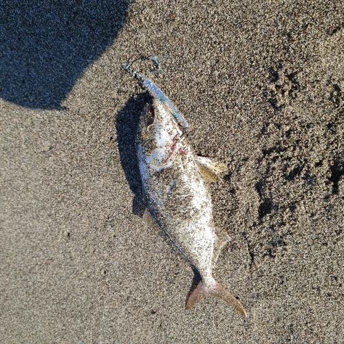 ショゴの釣果